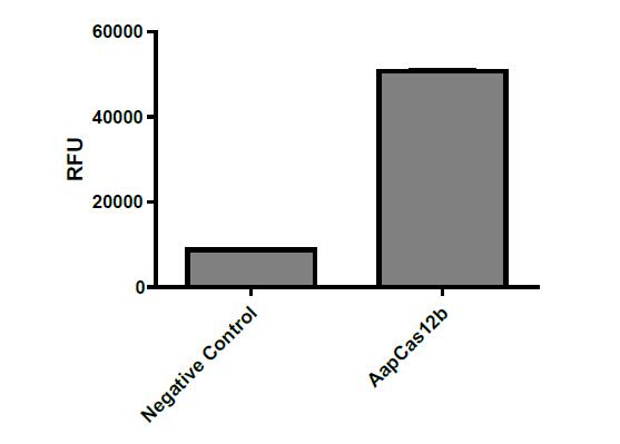 AapCas12b nuclease activity was assayed using a fluorogenic substrate.